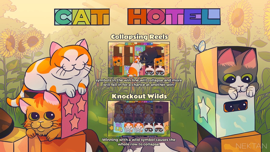 Cat Hotel